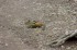Thumbs/tn_D04036.jpg