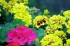 Thumbs/tn_Misc023.jpg