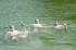 Thumbs/tn_Misc032.jpg